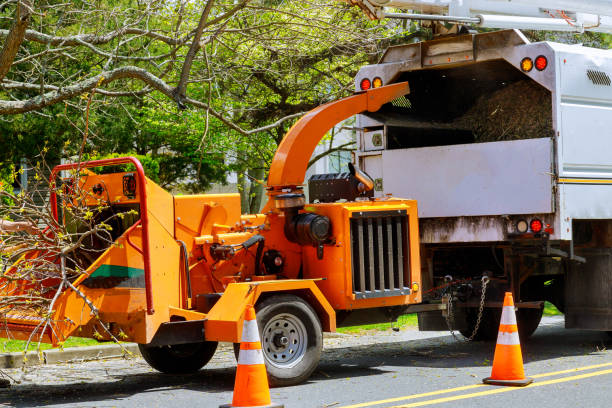 Best Tree Stump Removal  in Riddle, OR